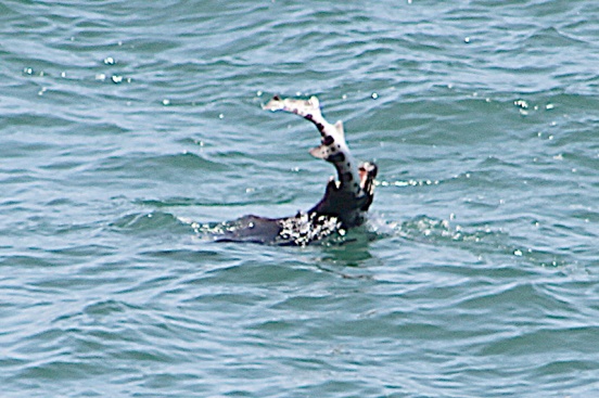 sealion eating leopard shark.jpg