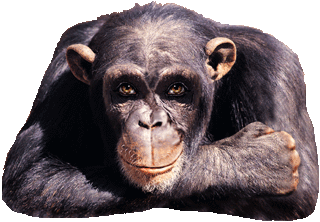 Monkey.gif