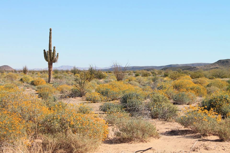 desert beauty.jpg